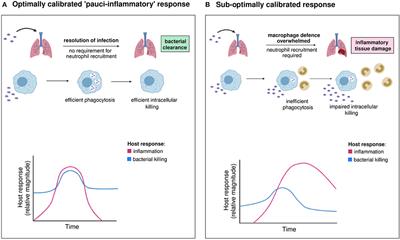 Developing Novel Host-Based Therapies Targeting Microbicidal Responses in Macrophages and Neutrophils to Combat Bacterial Antimicrobial Resistance